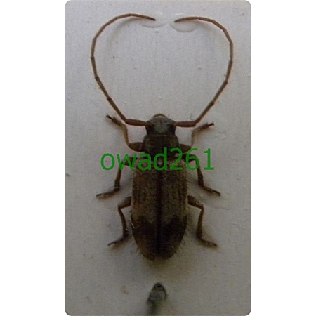 Exocentrus lusitanus (Linnaeus, 1767) Bierka lipowa